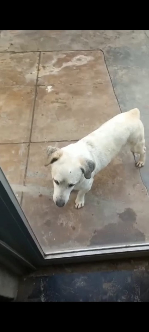 Pancho