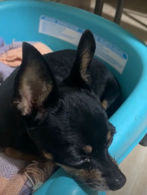 Milú