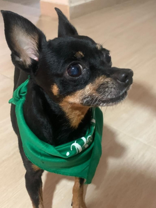 Milú