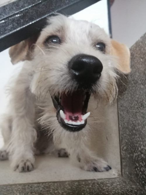 Zeus