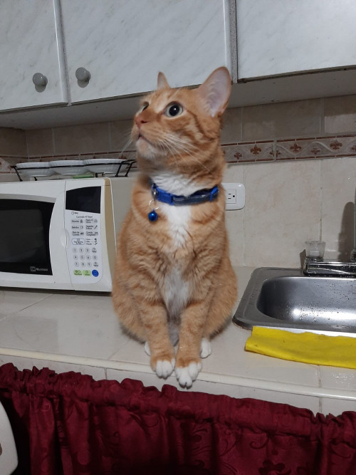 Garfield