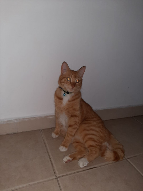 Garfield