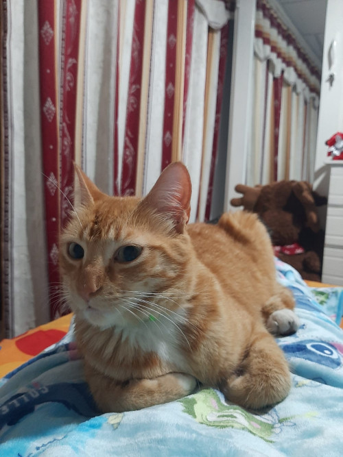 Garfield