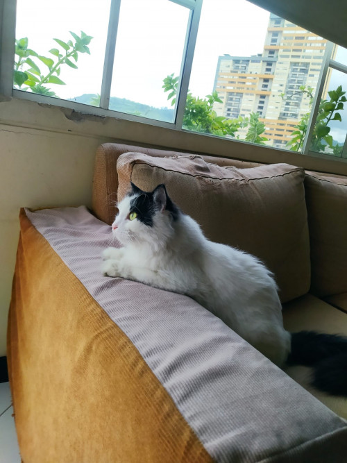 Apolo