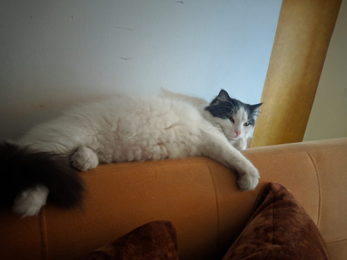 Apolo