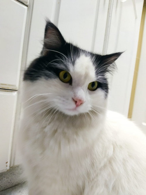 Apolo