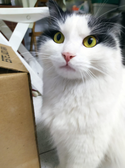 Apolo