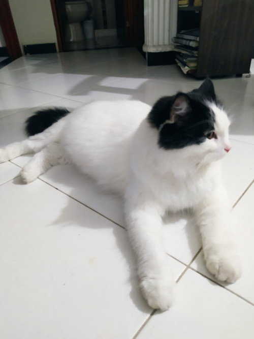Apolo