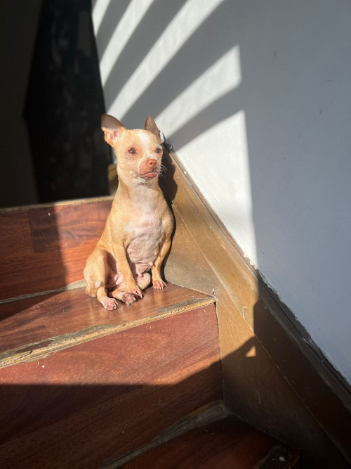 Lola