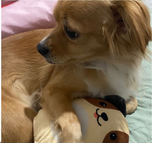 Bubu