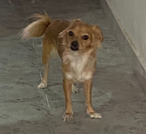 Bubu