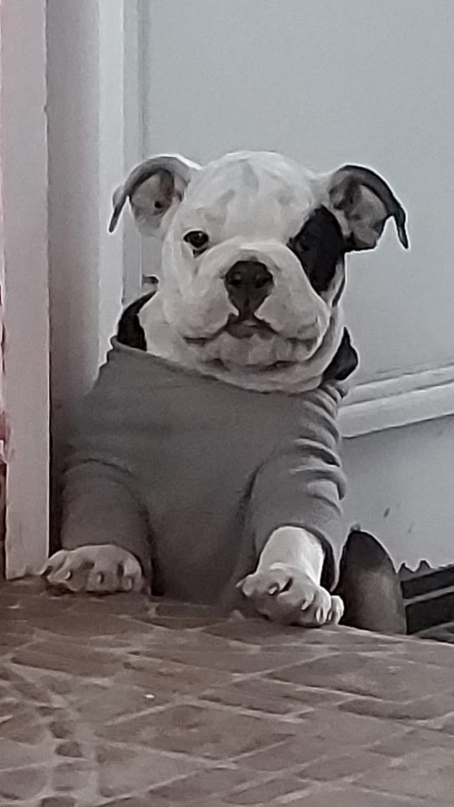 Morgan