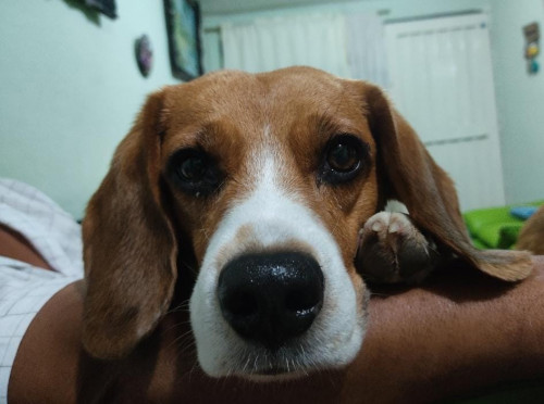 Bruno