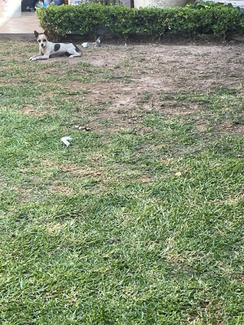 Luca