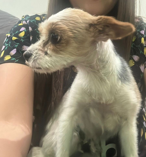 Luca