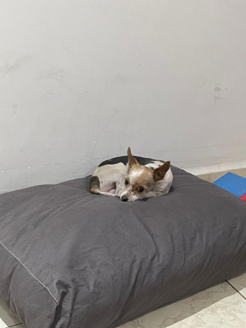 Luca