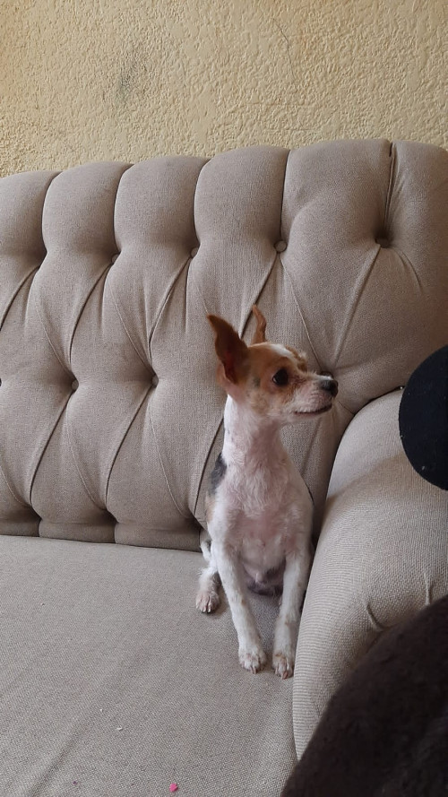 Luca