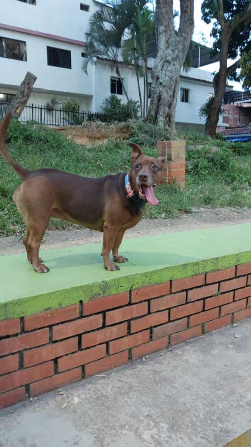 Milu