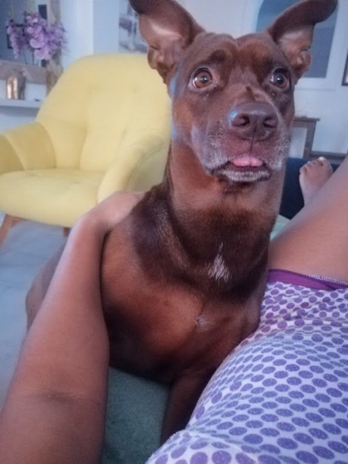Milu