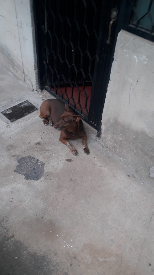 Milu