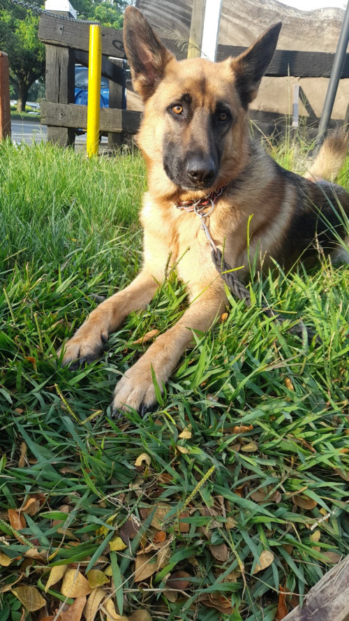 Laika