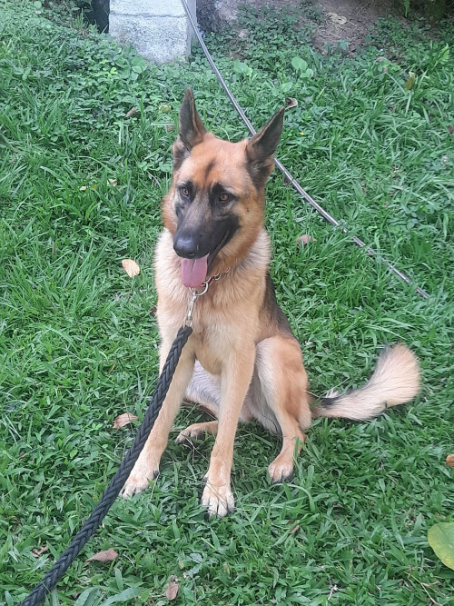 Laika