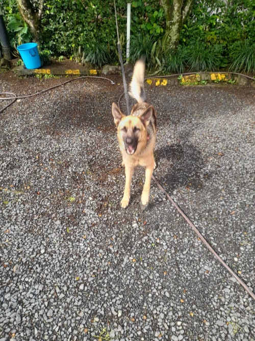 Laika