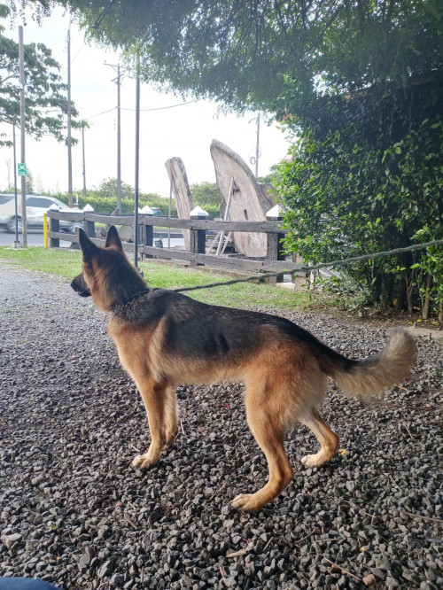 Laika