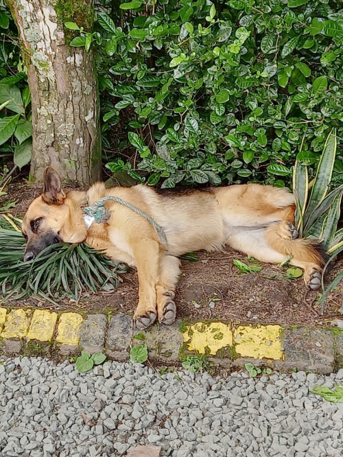 Laika