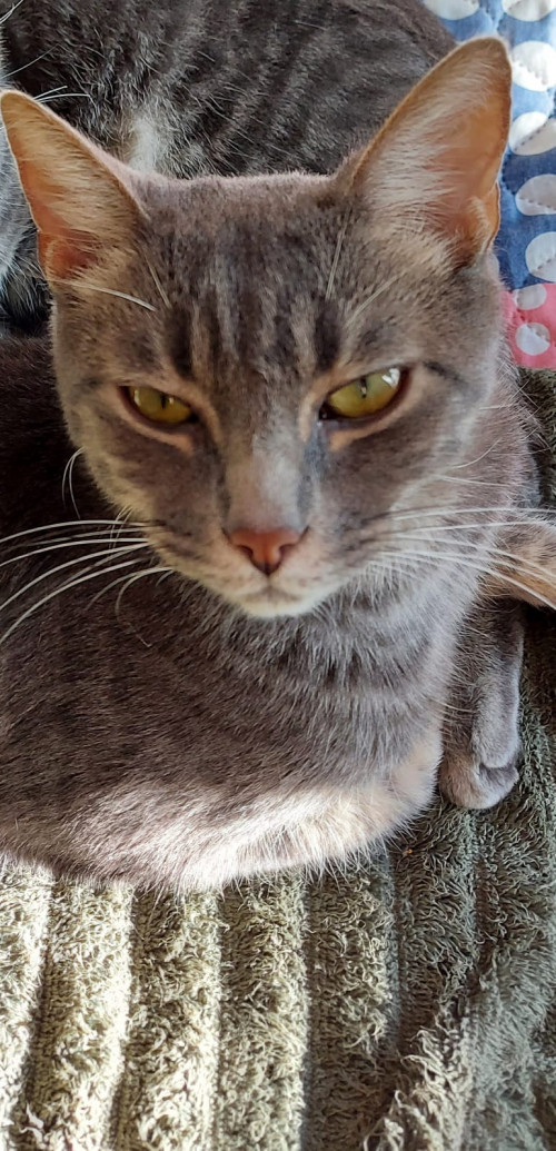 Gizmo
