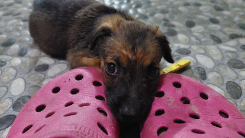 Mickey
