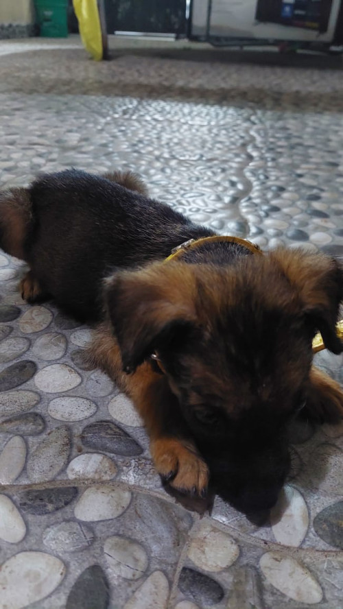 Mickey