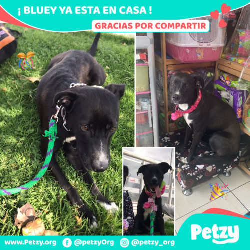 Foto de mascota Bluey