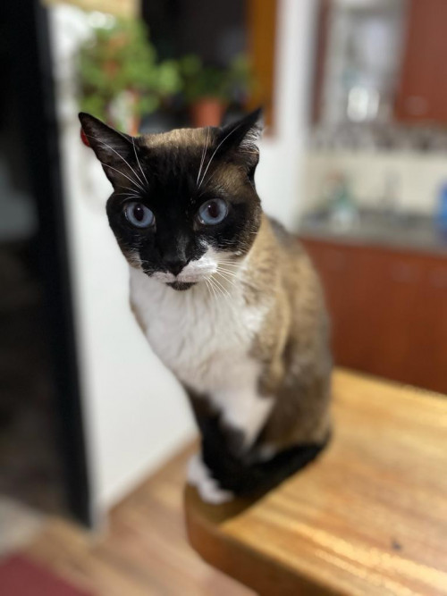 Nova