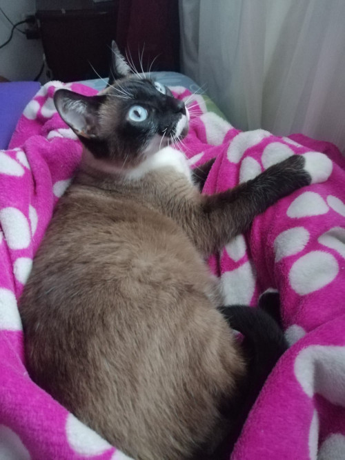 Nova