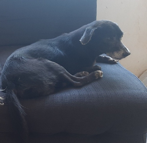 Motis