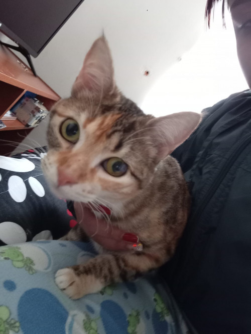 Cloe