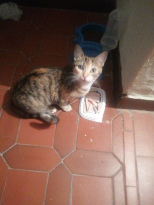 Cloe