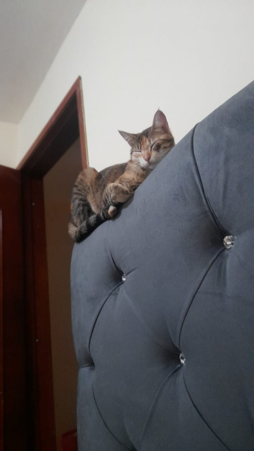 Cloe