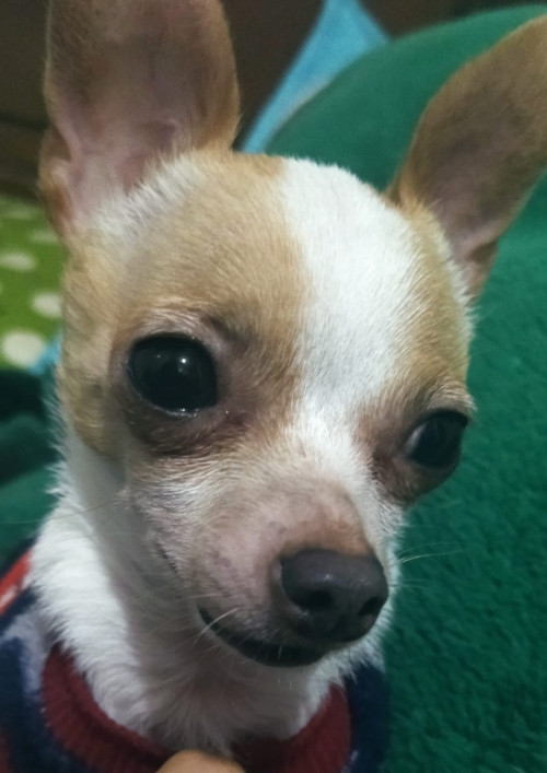 Copito