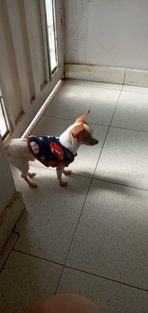 Copito