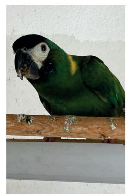 Mico