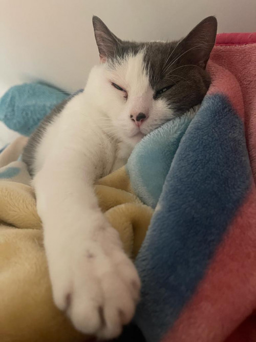 Kira