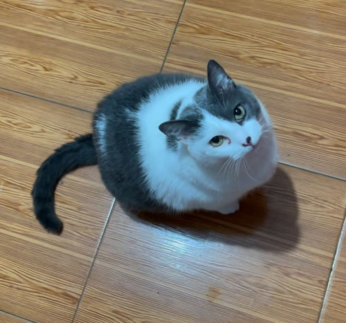 Kira