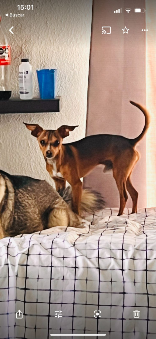 Max
