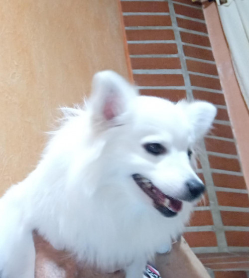 Kiara