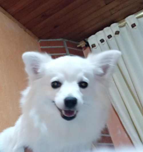Kiara