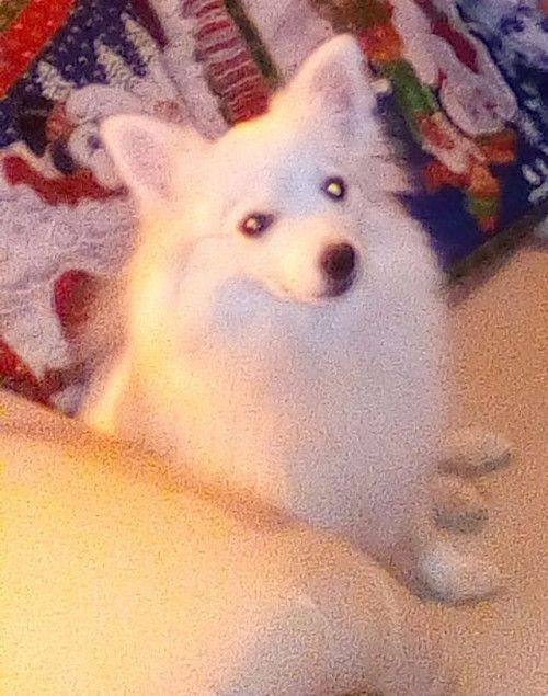 Kiara