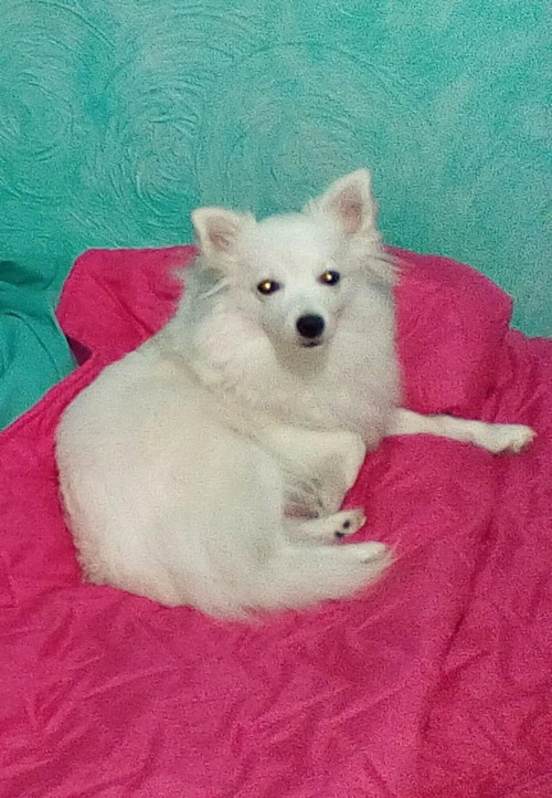 Kiara