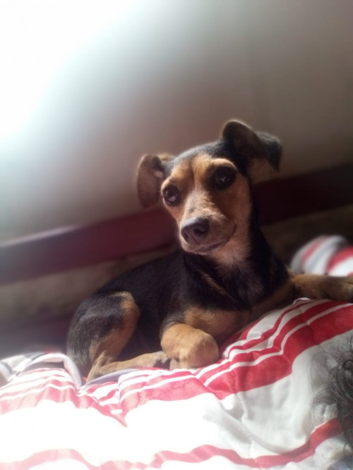 Sachita